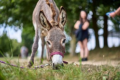 Ein Esel grast auf der Wiese